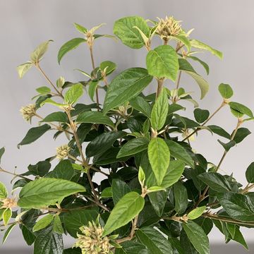 Viburnum 'Eskimo'
