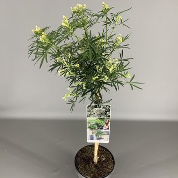 Choisya WHITE DAZZLER