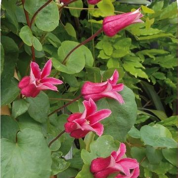 Clematis KONINGIN MAXIMA (T)