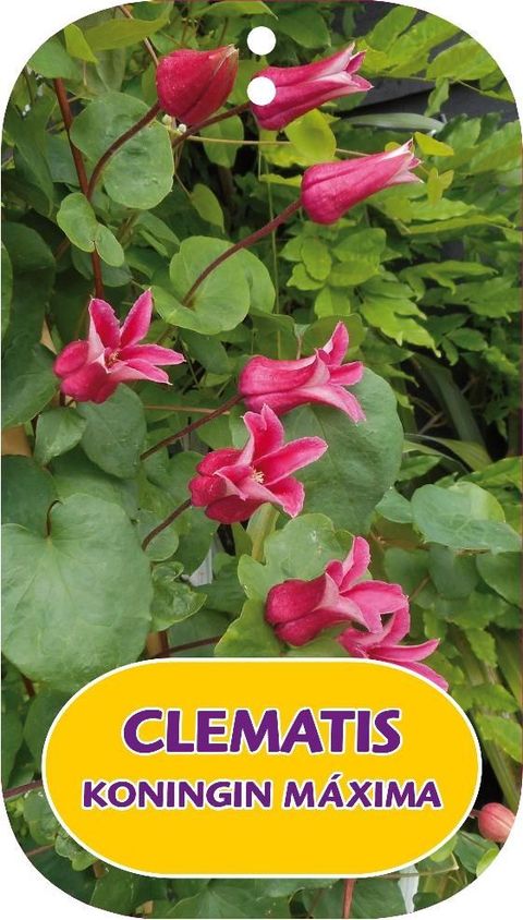 Clematis KONINGIN MAXIMA (T)