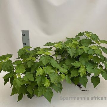 Sparrmannia africana
