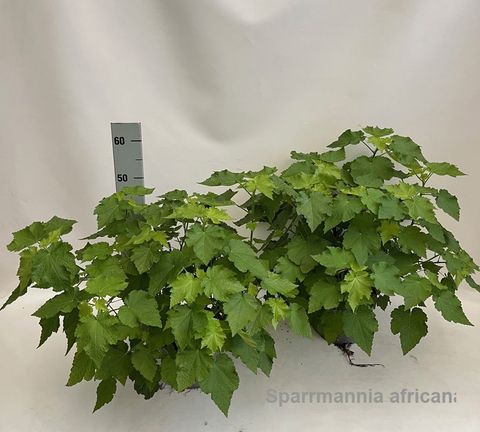 Sparrmannia africana