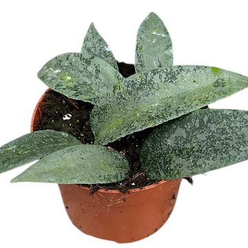 Hoya flagellata 'Silver'