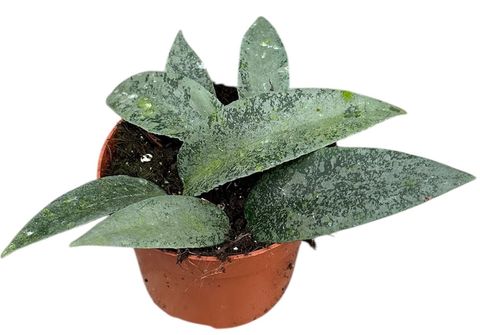 Hoya flagellata 'Silver'