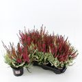 Calluna vulgaris GARDEN GIRLS MIX IN POT TWIN