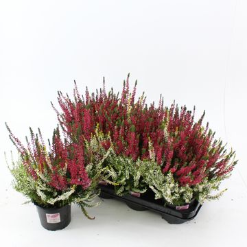 Calluna vulgaris GARDEN GIRLS MIX IN POT TWIN