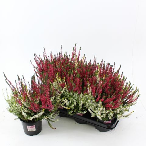 Calluna vulgaris GARDEN GIRLS MIX IN POT TWIN