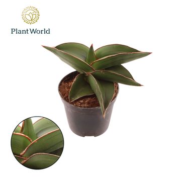Sansevieria 'Samurai Compacta'