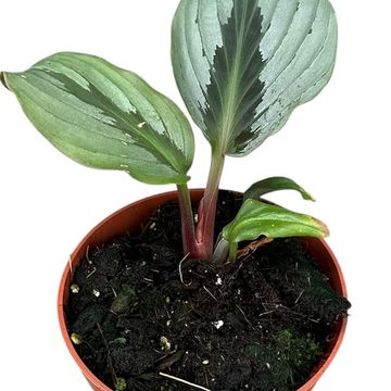 Cornukaempferia aurantiflora 'Jungle Silver'