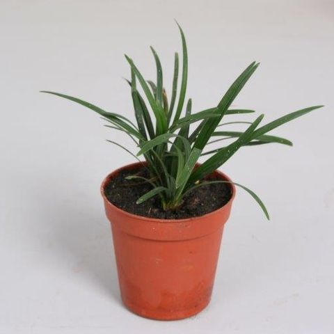 Ophiopogon japonicus 'Minor' (Handelskwekerij van der Velden)