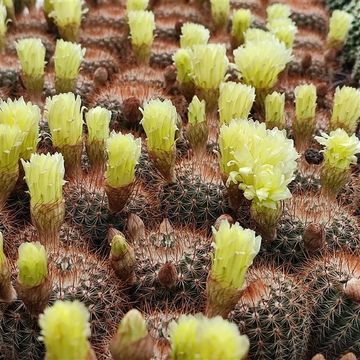 Notocactus schlosseri