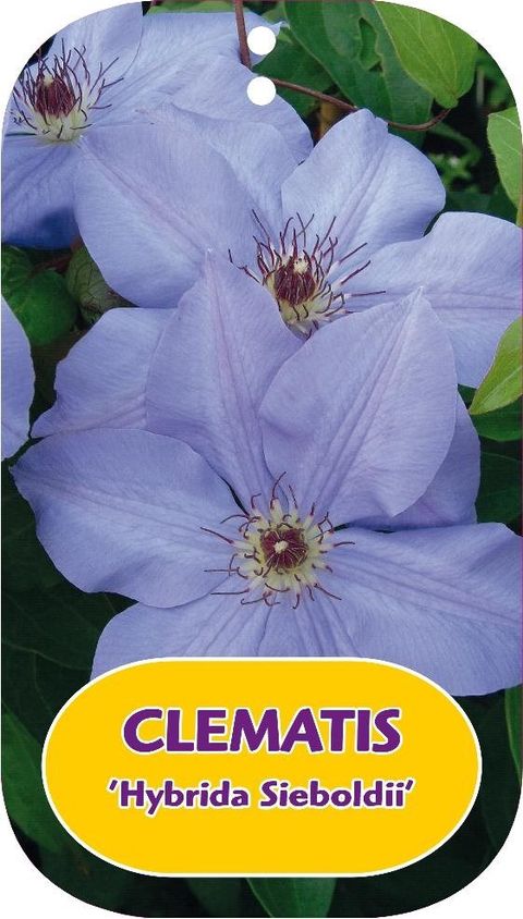 Clematis 'Hybrida Sieboldii' (EL)