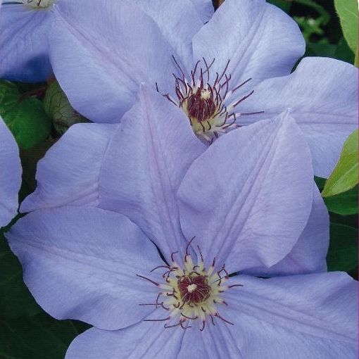 Clematis 'Хибрида Сиеболдии' (EL)