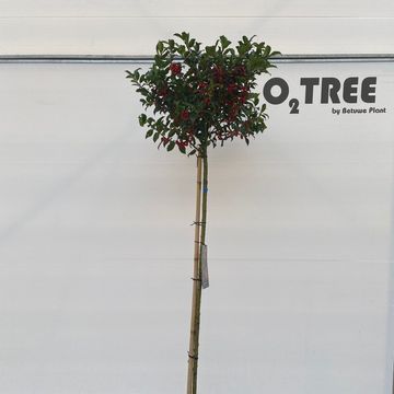 Ilex x meserveae 'Blue Maid'