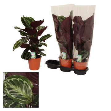 Calathea 'Medallion'