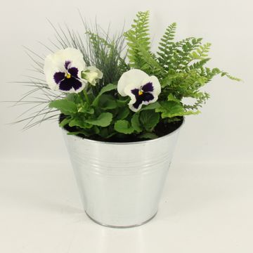 Arrangement Viola