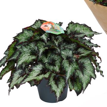 Begonia BELEAF GREEN VALLEY