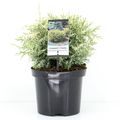 Chamaecyparis lawsoniana 'Pearly Swirls'