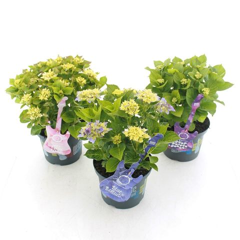 Hydrangea macrophylla MUSIC COLLECTION MIX