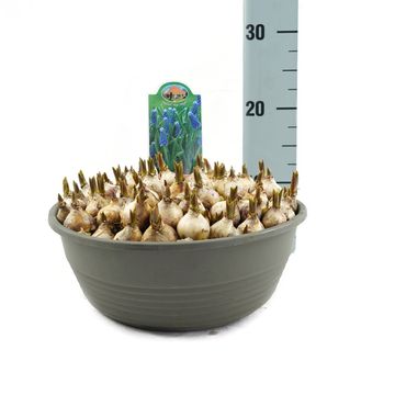 Muscari 'Blue Magic'