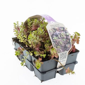 Sedum spurium 'Purple Winter'