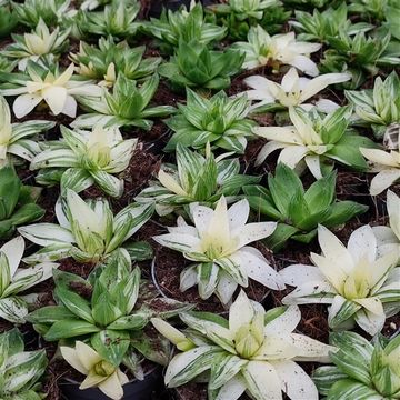 Haworthia cymbiformis 'Variegata'