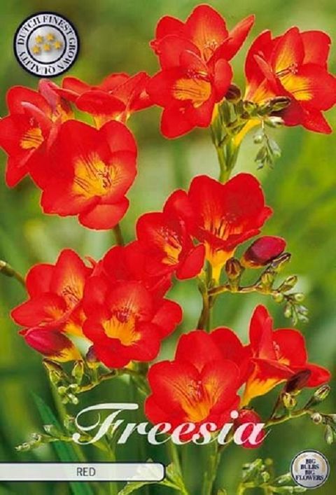 Freesia SINGLE RED