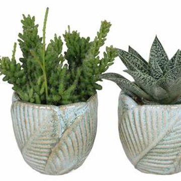 χυμώδη φυτά MIX