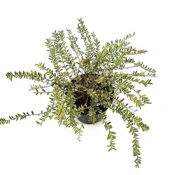 Lonicera nitida 'Lemon Beauty'