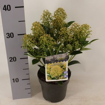 Skimmia japonica 'Ballerina'