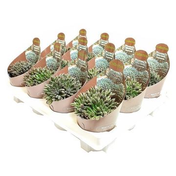 Sinocrassula yunnanensis