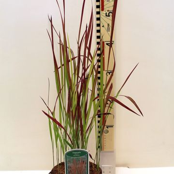 Imperata cylindrica 'Ред Барон'