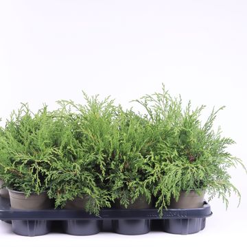 Microbiota decussata