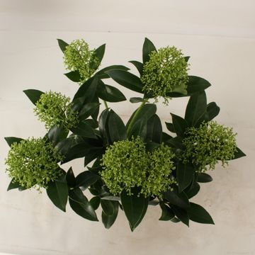 Skimmia japonica 'Fragrant Cloud'