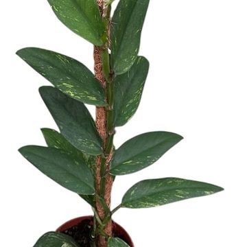 Rhaphidophora elliptica 'Aurea'