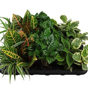 Foliage plants MIX