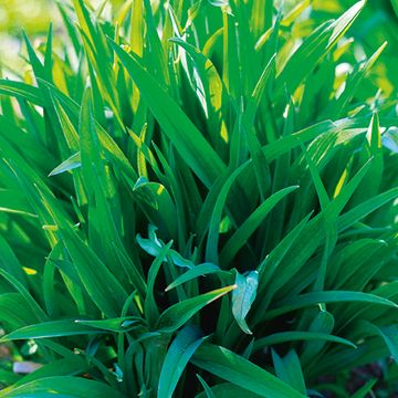 Carex plantaginea