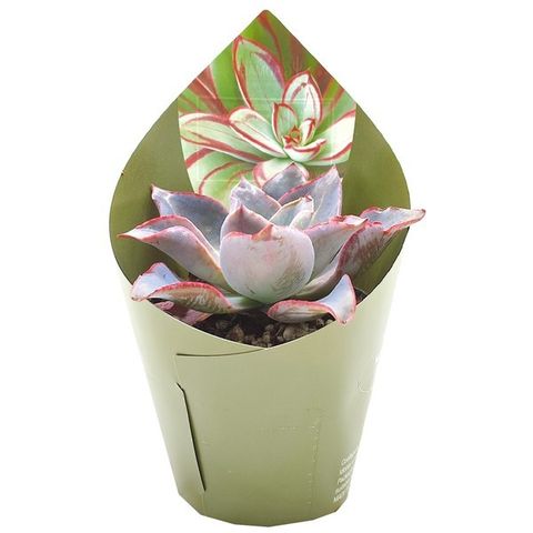 Echeveria 'Afterglow'