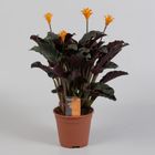 Calathea crocata TASSMINIA