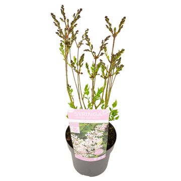Syringa patula VIOLET UPRISING