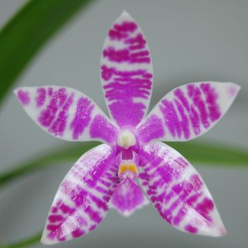 Phalaenopsis lueddemanniana