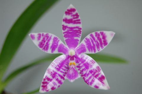 Phalaenopsis lueddemanniana