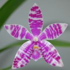 Phalaenopsis lueddemanniana