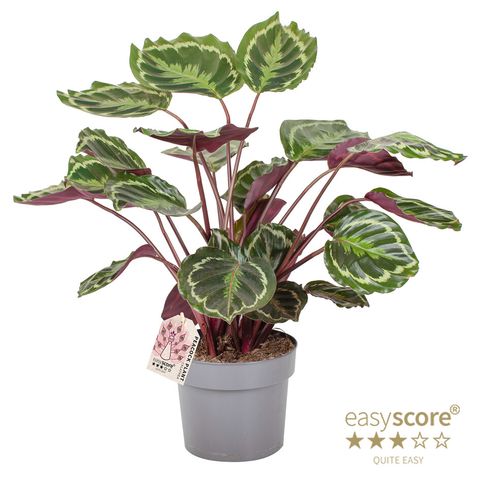 Calathea 'Medallion'