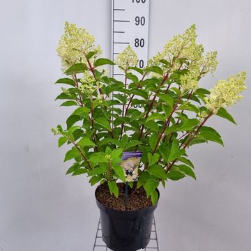 Hydrangea paniculata 'Silver Dollar'