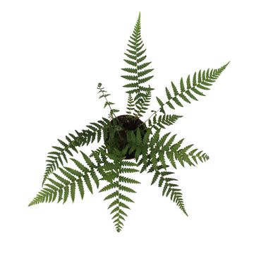 Dicksonia antarctica