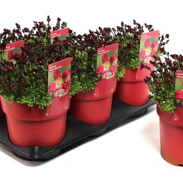 Saxifraga TOURAN SCARLET