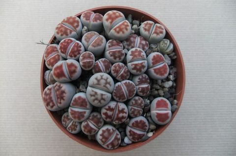 Lithops karasmontana bicolor