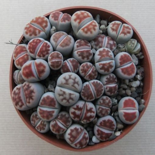 Lithops karasmontana bicolor