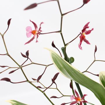 Oncidium 'Mieke von Holm'